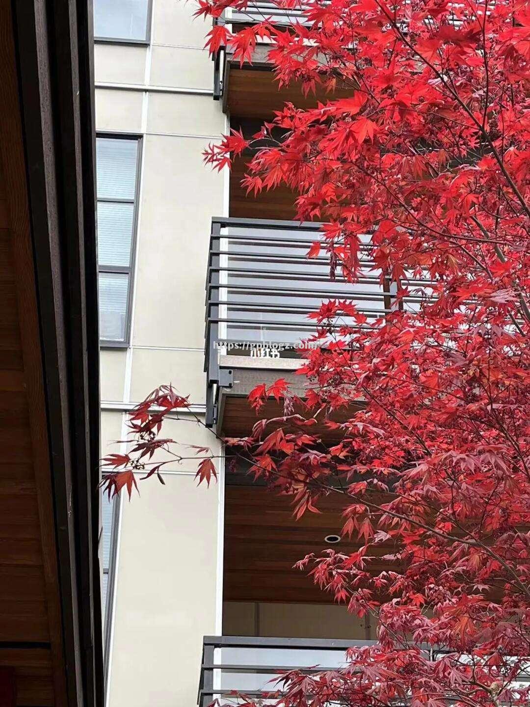 加拿大篮球超级联赛：温哥华枫叶轻取胜利
