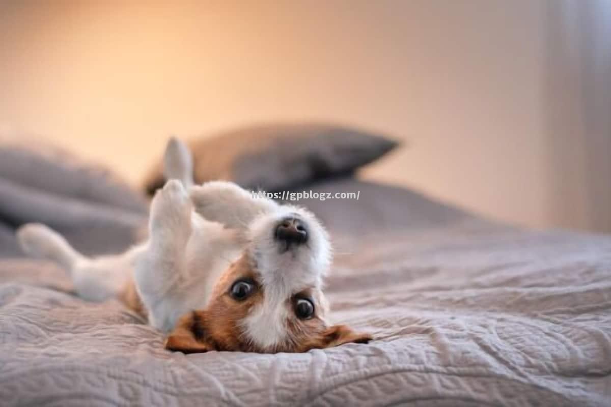 南宫娱乐-帕尔梅拉球员斗志昂扬争取取胜